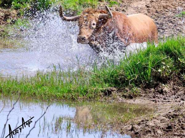 ‘Zorzal’, quinto toro de La Palmosilla reseñado para San Fermín 2026
