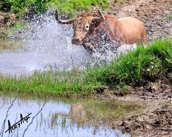 ‘Zorzal’, quinto toro de La Palmosilla reseñado para San Fermín 2026