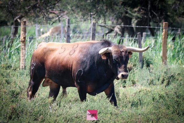 Una seria corrida de Robert Margé para Nimes