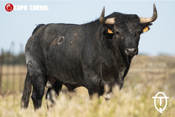 Los toros de La Machamona y Los Eulogios para la primera corrida de la segunda fase de la Copa Chenel