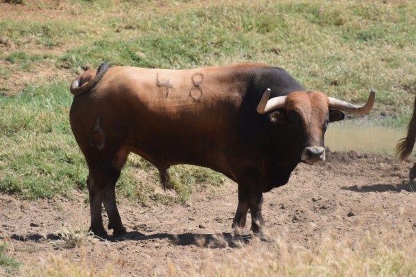 La Palmosilla desvela a ‘Sombrerito’, sexto toro reseñado para Pamplona 2026