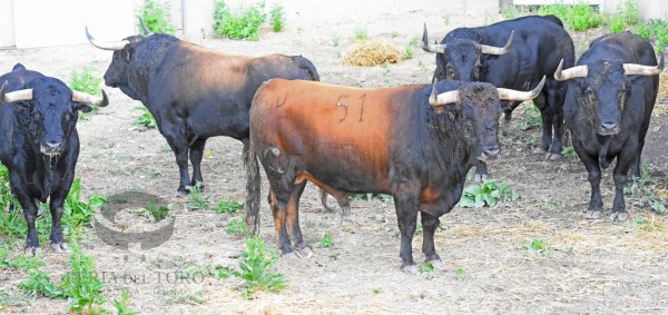 Los toros de Victoriano del Río ya están en los Corrales del Gas de Pamplona