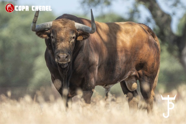 Los toros de Peñajara y José Cruz para la primera semifinal de la Copa Chenel