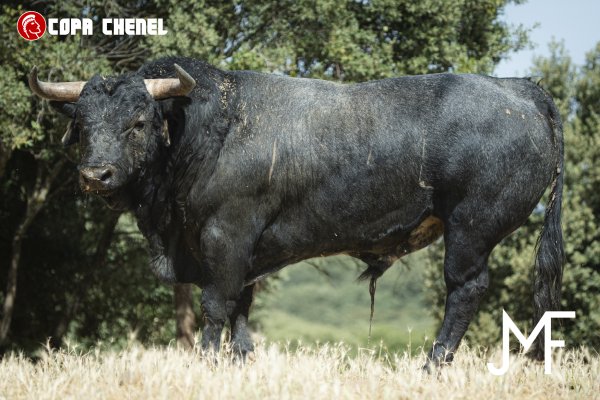 Los toros de Los Maños y La Palmosilla para la semifinal de la Copa Chenel en Valdetorres de Jarama