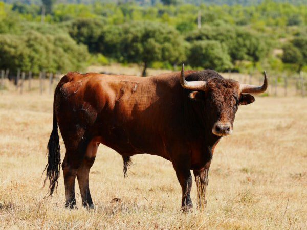 Así son los toros de la corrida 100% francesa de Lunel
