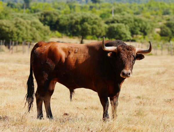Así son los toros de la corrida 100% francesa de Lunel