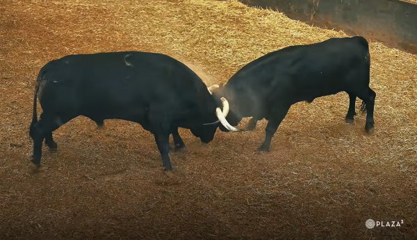 Desembarcados los toros de El Capea y Carmen Lorenzo para la final de la Copa Chenel en Las Ventas