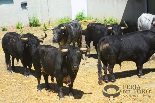La imponente corrida de Cebada Gago para San Fermín, en los Corrales del Gas