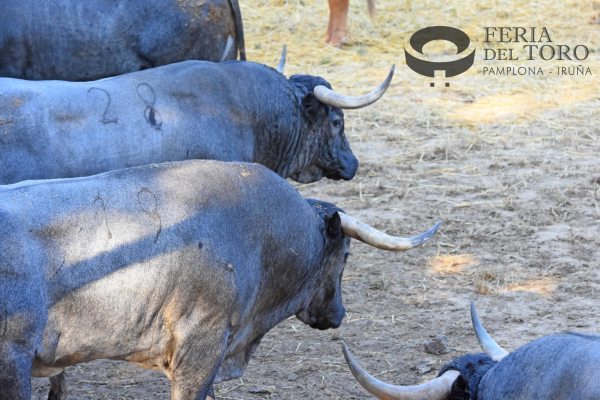 Los toros de José Escolar, en los Corrales del Gas