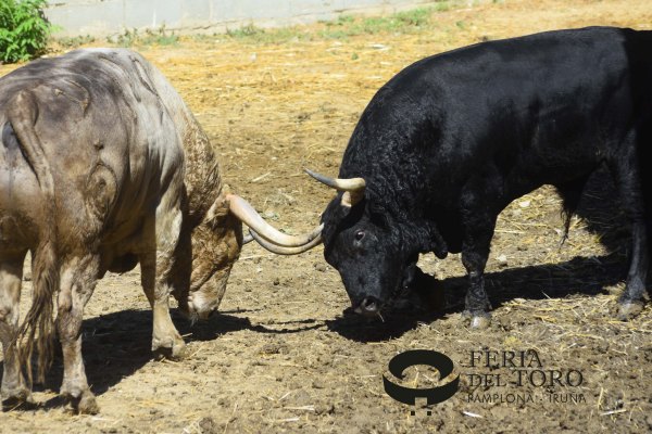 Leña de Fuente Ymbro en los Corrales del Gas de Pamplona