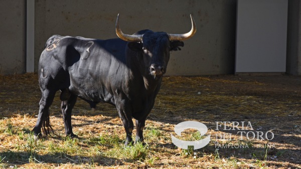 Los toros de Jandilla que abrocharán San Fermín ya están en los Corrales del Gas