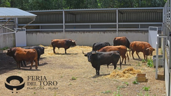 Los toros de Álvaro Núñez para su segundo San Fermín ya están en los Corrales del Gas