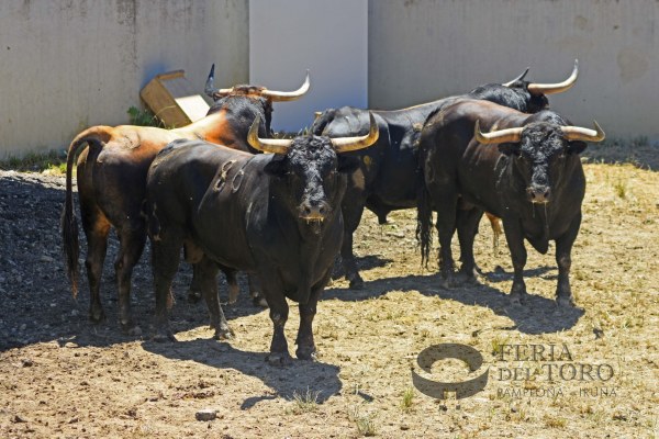 Los toros de La Palmosilla ya descasan en los Corrales del Gas