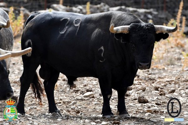 Los novillos de Ana Romero, preparados para abrir el Alfarero de Oro de Villaseca de la Sagra