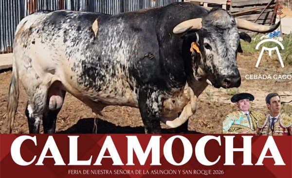 La legendaria ganadería de Cebada Gago en una cita inédita en Calamocha