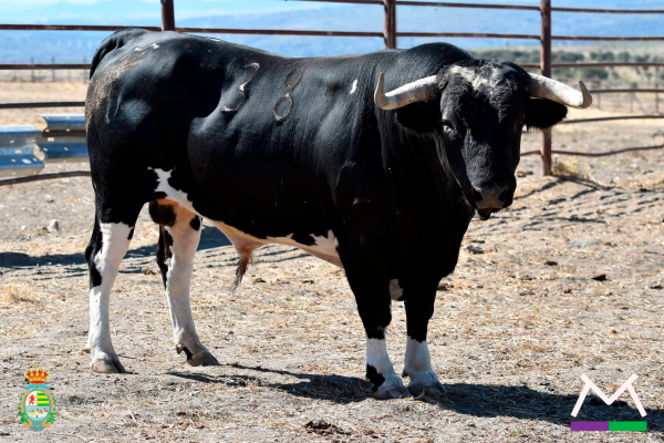Los toros de Monteviejo serán los protagonistas del VII Concurso Nacional de Recortes de Villaseca de la Sagra
