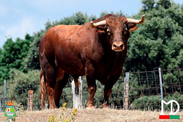 Los novillos de Montealto, para la cuarta cita del Alfarero de Oro