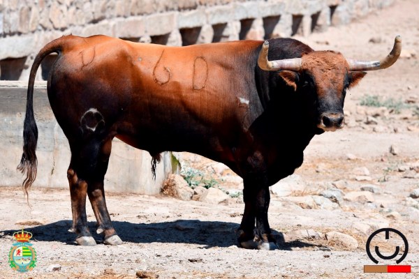 Trapío y seriedad de Conde de Mayalde para el Alfarero de Oro de Villaseca