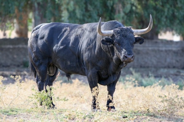 La espectacular corrida de Conde de la Corte para Illescas