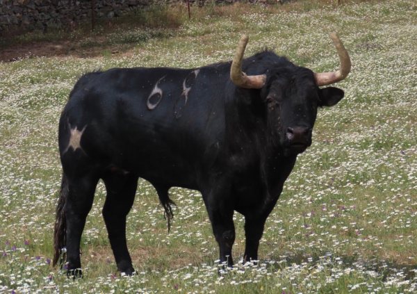 Los toros de Núñez de Tarifa para el regreso de las corrida a Vauvert