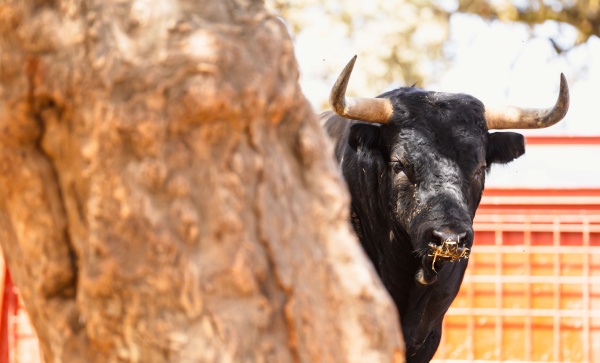 La seriedad de los toros de Dolores Aguirre para las Corridas Generales de Bilbao