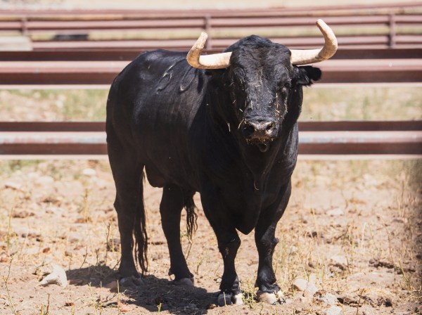 Los toros de Garcigrande para la Semana Grande Donostiarra