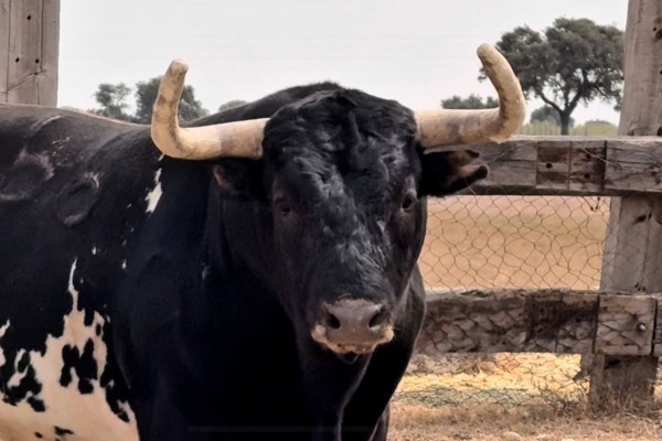 Los imponentes toros de Miura para la VIII Corrida Magallánica de Sanlúcar
