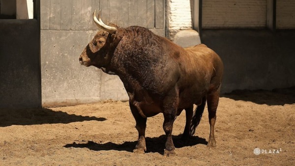 Los toros de Pedraza de Yeltes para este jueves ya están en Las Ventas
