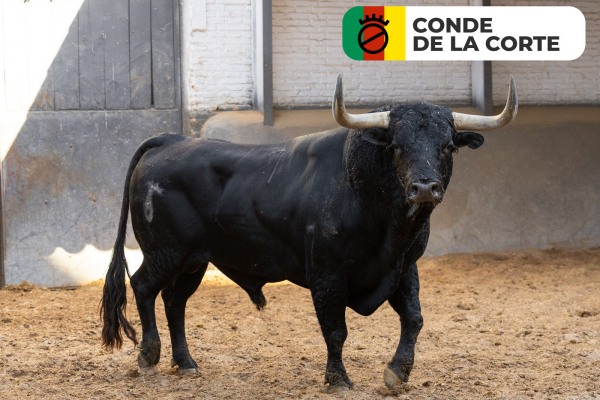 Los protagonistas de la corrida concurso de ganaderías ya están en Las Ventas