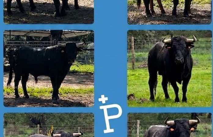 Los toros de Palha para la corrida de Barbastro