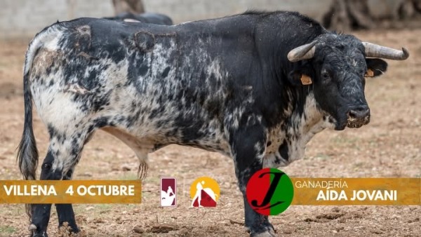 Los novillos de Aída Jovani para la final del Circuito Valenciano de Novilladas 2026 en Villena