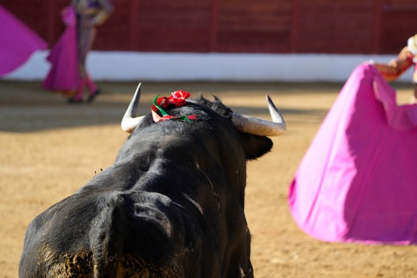 La temporada taurina de 2027 madruga y avanza sus primeras citas