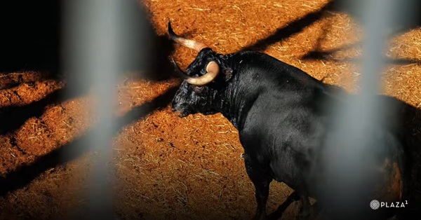 Desembarque de los toros de Veiga Teixeira y Partido de Resina para el desafío del domingo en Las Ventas