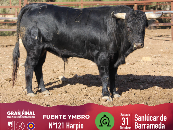 Los novillos de Fuente Ymbro para la final de la Liga Nacional de Novilladas