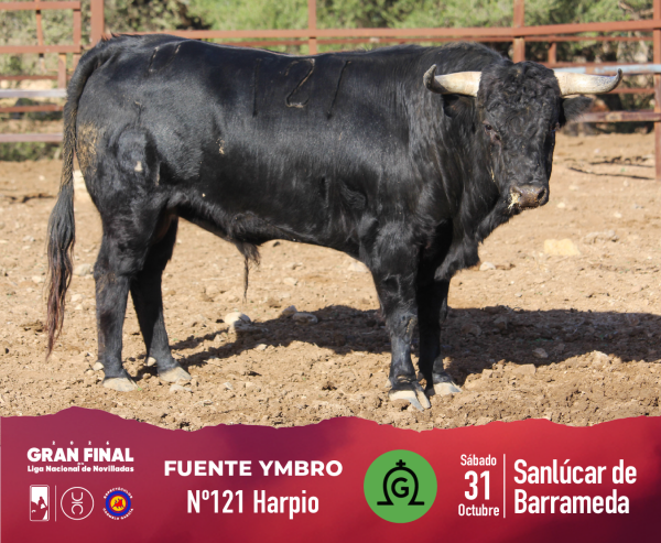 Los novillos de Fuente Ymbro para la final de la Liga Nacional de Novilladas