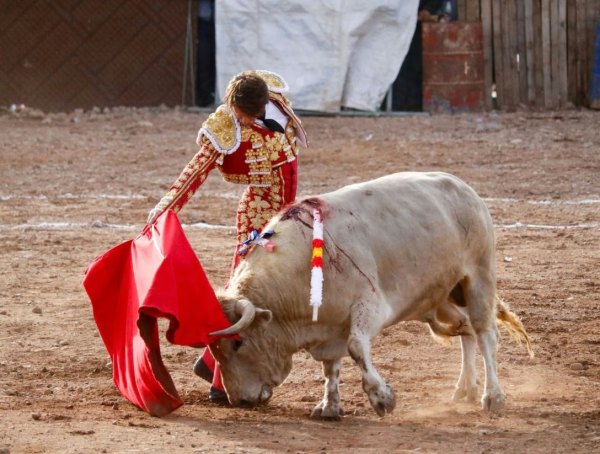 Lama de Góngora indulta un toro en Crucero Puno