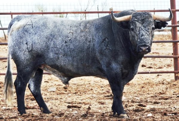 Los toros de Victorino Martín que abren la Feria de San Lucas de Jaén